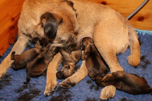 t-nest_geboorte-21 t-nest_geboorte-21